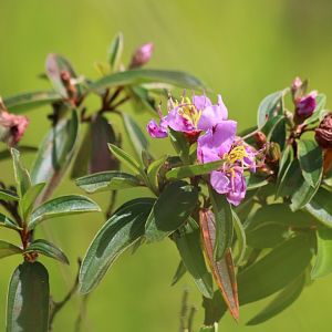 Rhododendron or Similar - Crocker Range