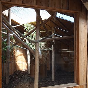 Black-tufted marmosets exhibits