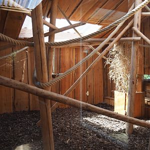 Black-tufted marmosets exhibits
