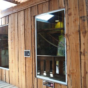 Black-tufted marmosets exhibits