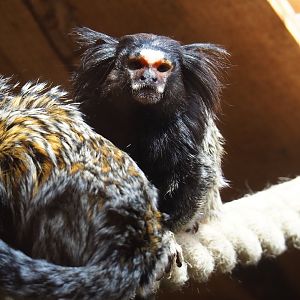 Black-tufted marmoset (Callithrix penicillata)