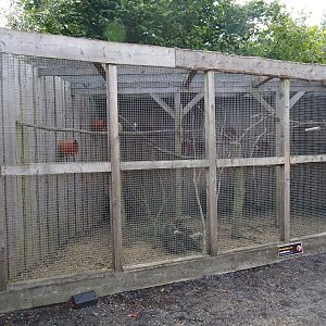 Small parrots aviary