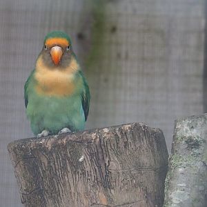 Hybrid lovebird (Possibly Agapornis fischeri X A. personatus)