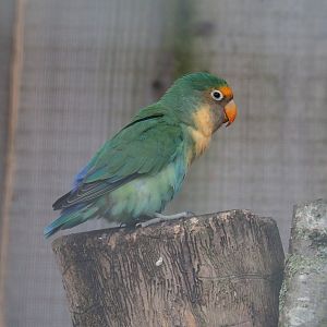 Hybrid lovebird (Possibly Agapornis fischeri X A. personatus)