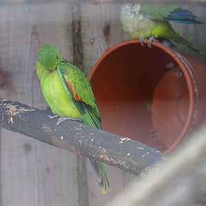 Female red-winged parrot (Aprosmictus erythropterus)