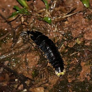 Firefly Larva - Crocker Range