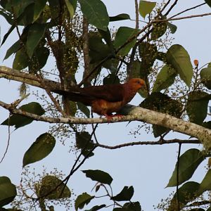 Ruddy Cuckoo-dove - Crocker Range