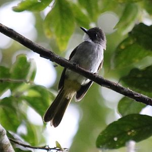 Green-winged Bulbul (Split from Cinereous, split from Ashy) - Crocker Range
