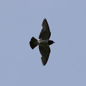 White-breasted Woodswallow - Crocker Range