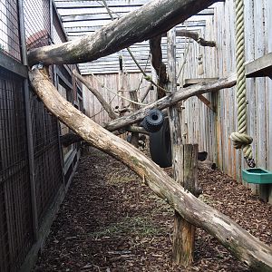 Lion-tailed macaque exhibit