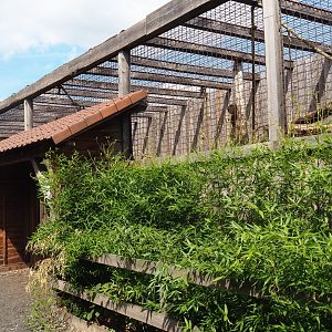 Lion-tailed macaque cage