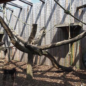 Lion-tailed macaque exhibit