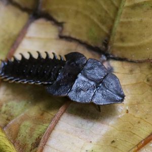 Trilobite Larva - Crocker Range