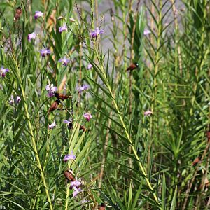Chestnut Munias in the Orchids - Crocker Range