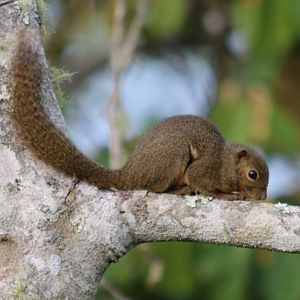 Plantain Squirrel - Crocker Range