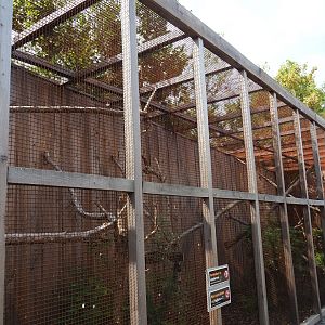 Orange-winged amazon/African grey parrot aviary
