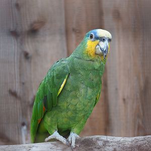 Orange-winged amazon (Amazona amazonica)