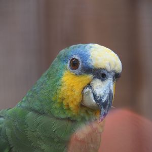 Orange-winged amazon (Amazona amazonica)