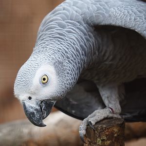 African grey parrot (Psittacus erithacus)