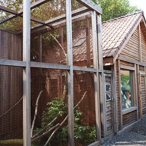 Orange-winged amazon - African grey parrot aviary and parrot house
