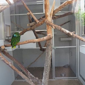 Orange-winged amazon - African grey parrot indoor housing