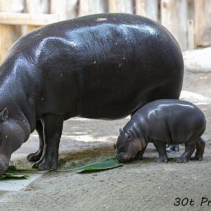 5 Week Old Pygmy Hippo and its Mom