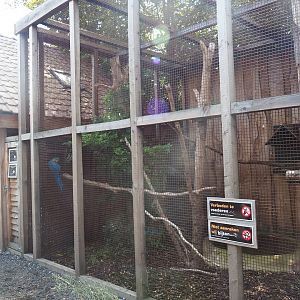 Red-and-green and blue-and-yellow macaw