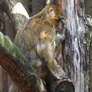 Barbary macaque (Macaca sylvanus)