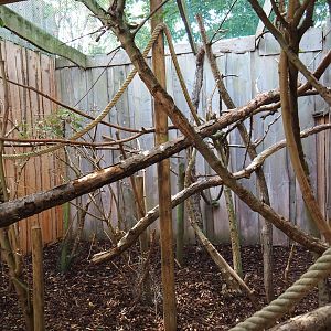 Cotton-top tamarin outdoor exhibit