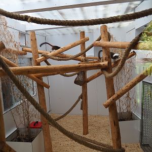 Cotton-top tamarin indoor exhibit