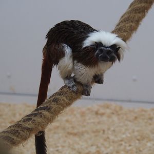 Cotton-top tamarin (Saguinus oedipus)