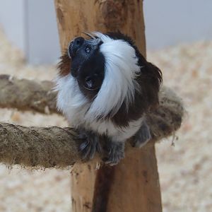Cotton-top tamarin (Saguinus oedipus)
