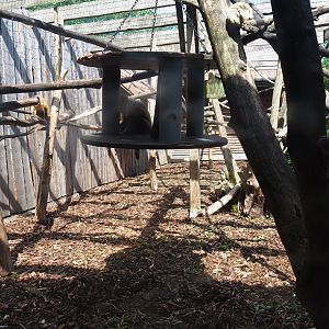 Brown capuchin exhibit 1