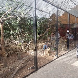Clouded leopard enclosure