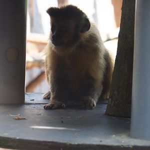 Brown capuchin (Sapajus apella)