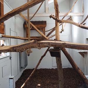 Brown capuchin indoor housing