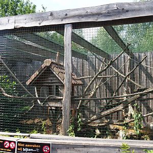 Brown capuchin exhibit 2