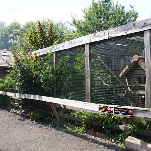 Brown capuchin exhibit 2