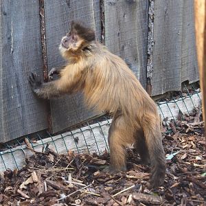 Brown capuchin (Sapajus apella)