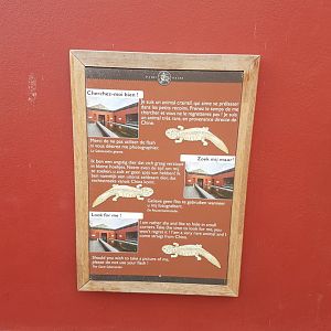 Sign Chinese giant salamander
