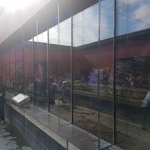 Enclosure Chinese giant salamander