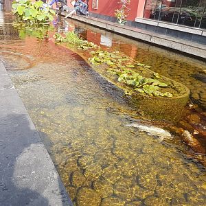 Koi-pond