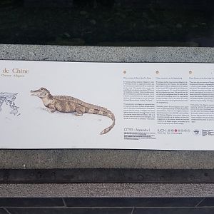 Sign Chinese alligator