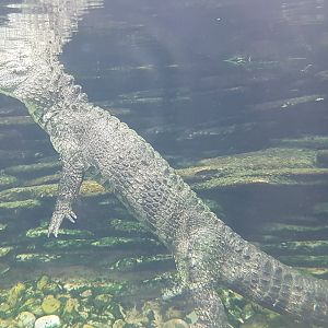 Chinese alligator - underwater-view