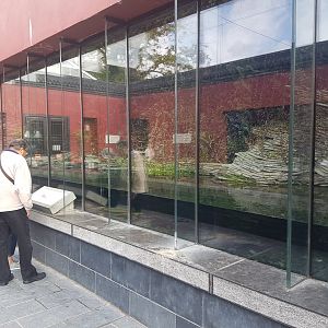 Enclosure Chinese alligator