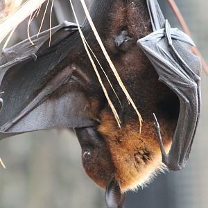 Flying fox ID