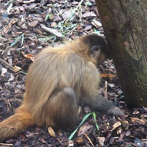 Brown capuchin (Sapajus apella)