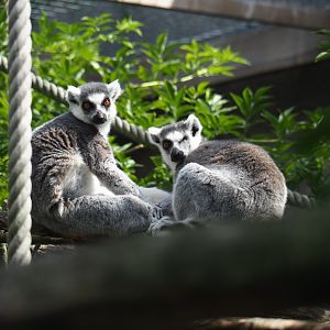 Ring-tailed lemurs (Lemur catta)