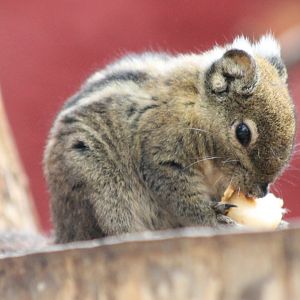 Swinhoe striped ground-squirrel