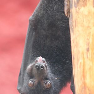 Flying fox ID